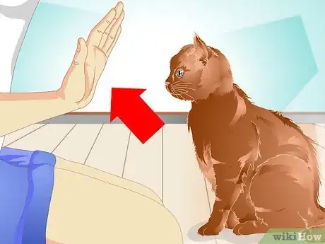 Image intitulée Teach a Cat to "High Five" Step 12